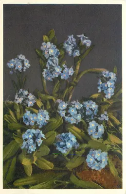 Myosotis alpestris — Myosotis alpino — Número 2859