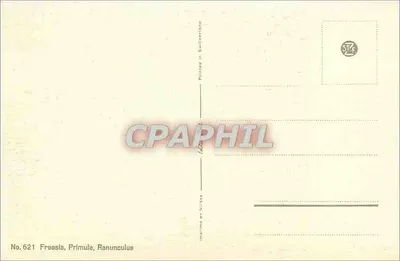 Flores — Freesia, Primula, Ranunculus — Número 621 — Verso