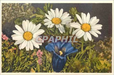Flores selvagens — Chrysanthemum leucantenum, Gentiana acaulis — Impressa na Suíça, n° 676