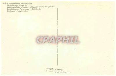 Flores alpinas — Rhododendron ferrugineum e Edelweiss — impresso na Suíça, n° 1679 — Verso
