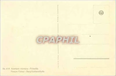 Kwiaty pasque — Anerome montana — nr 618 — Rewers