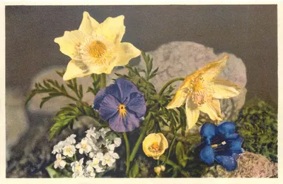 Flores alpinas — Anémone glaciar, saxífraga violeta, margarida — Imprimerie Suisse, n° 664