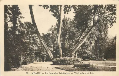 Meaux — O Parque das Trinitárias — Velho árvore — L.I.A.