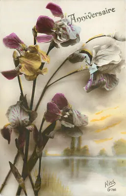 Orquídeas — Aniversário — Kiss ©781