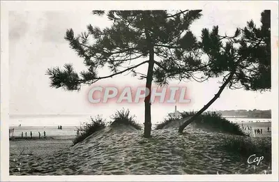 Cap — Vista da praia com pinheiro — Cie des Arts Photomécaniques