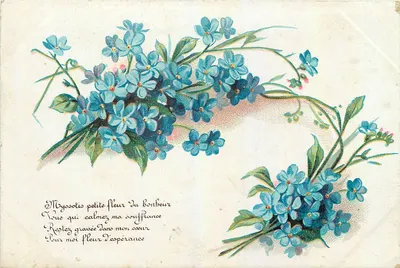 Myosotis — pequena flor da felicidade — carta postal francesa