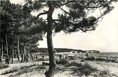 Saint-Georges-de-Diddonne — A praia diante da floresta — Tito
