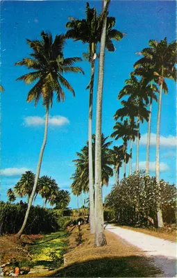 Paisagem rural — palmeiras e estrada — editor C. L. Pitt & Co. Ltd., Barbados