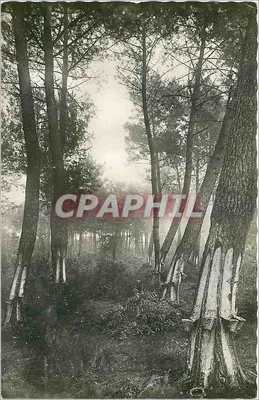 Floresta de pinheiros — colheita de resina — editor VASSEPOULU, Landes
