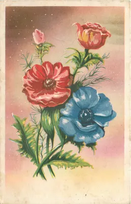 Flores — Anêmonas vermelhas e azuis — Edições Rhodania