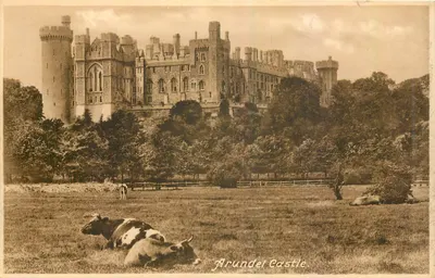 Castelo de Arundel — vista com vacas — Série Frith, n° 6055