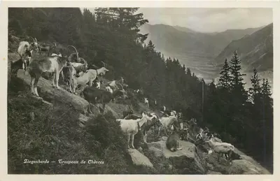 Ziegenherde — Tropa de Cabras — Edição Photoglob, Zurique