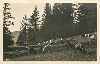Ovelhas pastando em um paisagem montanhosa — editor Wehrli Verlag Kildberg (Z.ch.)