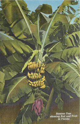 Árvore de banana mostrando botão e frutos na Flórida — C.T. Alt-Contone, série tropical, n° 232-F