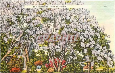 Os Jacarandás da Flórida — Tichnor Bros. Inc. n°165