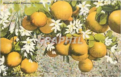 Laranjeira e Flores em Florida — série 132 — Tichnor Bros. Inc., Boston, Mass.