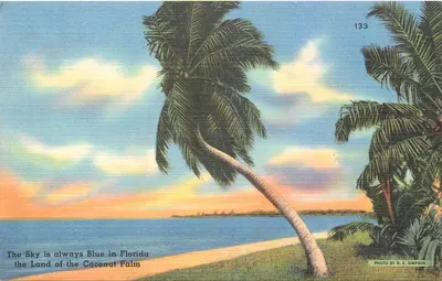 Flórida — Terra dos cocoteros — Foto R. E. Simpson, n° 133