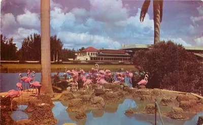 Flamantes-rosas no hipódromo de Hialeah — Flórida — editor Plastichrome, n° P1319
