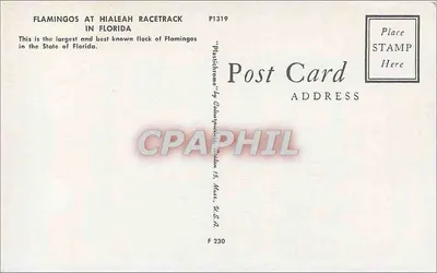 Flamantes-rosas no hipódromo de Hialeah — Flórida — editor Plastichrome, n° P1319 — Verso