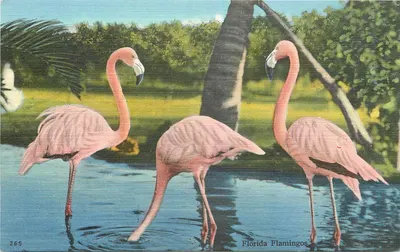 Floride Flamingos — Florida Flamingos — Technom Bros. Inc. n°265
