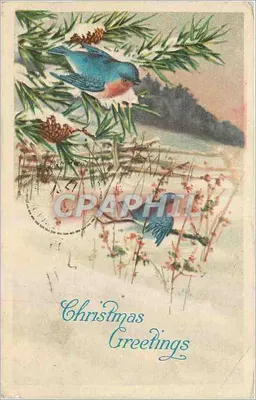 Pássaro azul em galho de pinheiro — carta de vœux de Natal — editor desconhecido