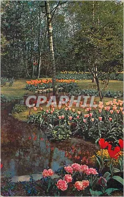 Ogród tulipanów w kwitnieniu — Amsterdam