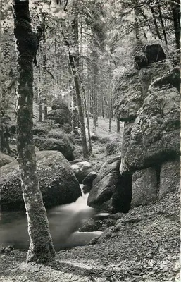 A Garça — Floresta e rochedos — Foto Verdadeira