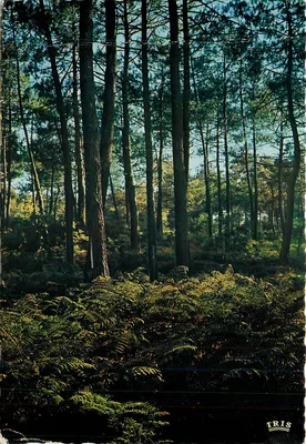 Floresta de Pinheiros e Fungos — Editor IRIS, série PP 1645