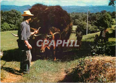 A colheita do feno — Auvergne — Edições L. Rocier