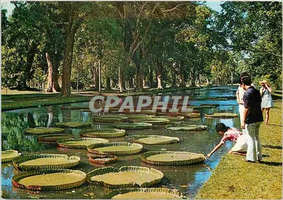 Pamplemousses - Os Nénupharas — Foto - Maxime KOON - n°014