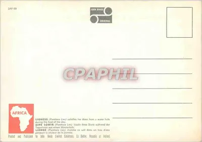 Leão bebendo — África — John Hinde Limited, Dublin — Verso