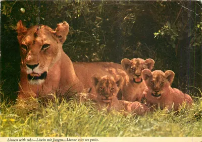 Lionne com seus filhotes — Série 2AF 112 — John Hinde Limited, Dublin