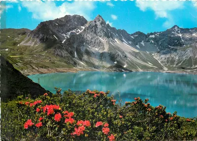 Lünersee — Alpes Rosa (Rhododendron ferrugineum) — Montapfel Kunst- und Antiquitäten-Verlag