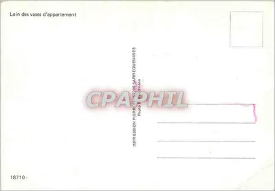 Lilas met rode vlekken — wild bloem — Impression Pierron, 57206 Sarreguemines — Achterkant