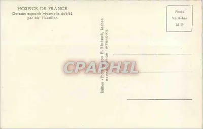 Złapane żywe oursony — Hôpice de France — Fotografia Pana Bénésch, Lachon — Rewers
