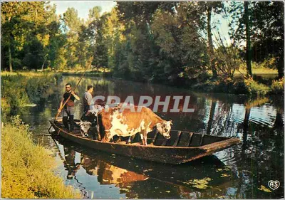 A Veneza Verde (Deux-Sèvres) — Transporte de vacas — Edições Artaud Frères, Nantes