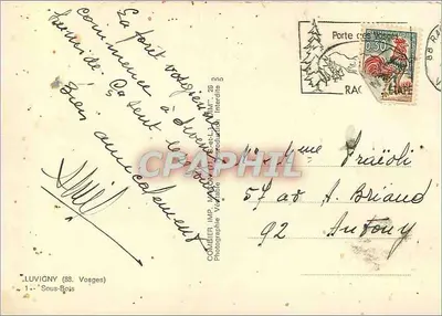 Woud van Luvigny — ingesneden pad tussen coniferen — Combière, Luvigny (88, Vosges) — Achterkant
