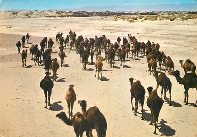 Dromadários no deserto — Argélia — Edição SNED, n° M 309