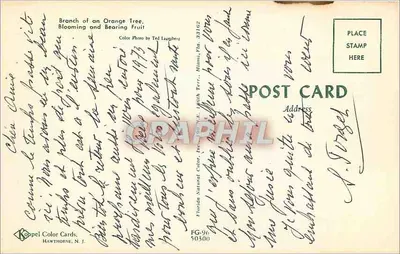 Gałąź drzewa pomarańczowego — kwitnące i owocowe — fotografia kolorowa autorstwa Ted Luxberg — FG-96 — Koppel Color Cards, Hawthorne, N.J. — Rewers