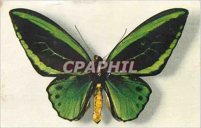 Papagaio verde — edição do Comité National de l'Enfance — N° 2 Ornithoptera Aruana