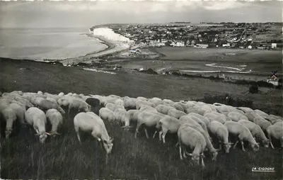 Criel-sur-Mer — Panorama tirado das falésias do lado do porto — A Garça