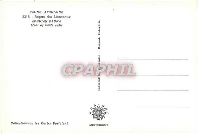 Pasto dei cuccioli di leone — Fauna africana — Mexichrome 3318 — Verso