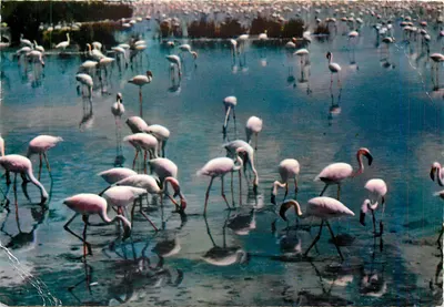 Flamingos na Camargue — Editor Mexichrome, n° 13.200/139