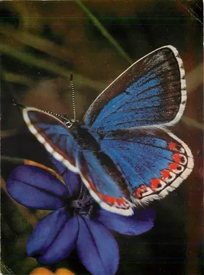 Lysandra bellargus — Azul Adonis — Druck und Verlag Krauss, n°660