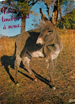 Jumento — Pense carinhosamente em você... — IRIS