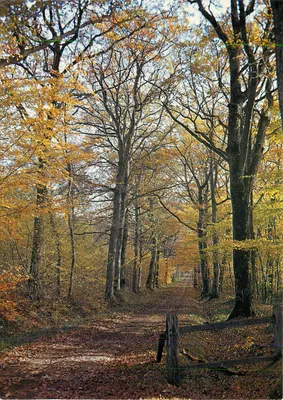 Sous-bois em outono — Nivernais-Morvan — Les Éditions Naturelle, n°12.132