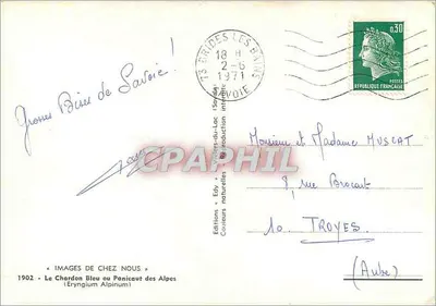 Niebieski chardon lub panicaut alpejski — 1902 — Wydawnictwo Edy — Rewers