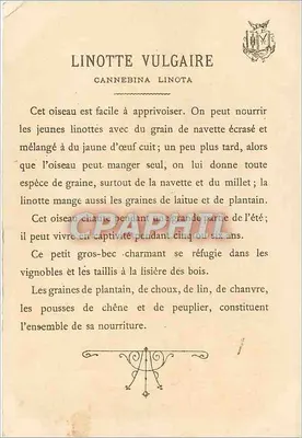 Linota zwyczajna — (Cannebina linota) — Rewers