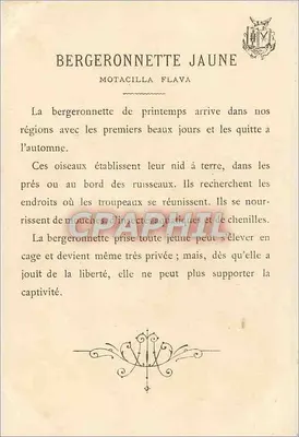 Bergeronnette amarela — (Motacilla flava) — F. Lassure — Verso