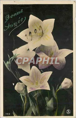 Flores de campanulas — Bom Dia 1909 — Série 1723
